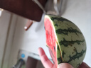 广东徐闻香水菠萝生鲜时令应季热带水果孕妇水果源头产地直发包邮 【活动专享】1个装 单果1.2斤起 实拍图