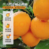 虎标中国香港品牌花草茶 冻干橙片70g/罐装 实拍图