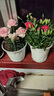 京悠雨康乃馨盆栽花苗带花苞百合花鲜花卉室内阳台绿植物四季开花母亲花 【含盆】精品黄色康乃馨(加仑盆) 晒单实拍图