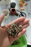 墨源密蒙花中药材广西密蒙花茶干货新鲜染饭色花黄饭花蜜蒙花茶迷蒙花 密蒙花500克【新货】 实拍图