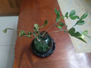 佰花锦水培植物室内花卉绿植盆栽办公室四季常青好养活桌面盆景懒人首选 水培小玻璃瓶+九里香+圆形底座 整体高度约10-20cm/不同植物高度不同 实拍图