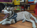 贝初众狗绳大型犬牵引绳狗狗牵引绳胸背带遛狗绳中型犬大狗金毛边牧p绳 狗狗胸背带-赠送牵引绳*1字帖*4 黑色 M-适合22-40斤狗狗 防爆冲胸背带-轻便不勒脖-反光条 实拍图