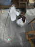 HELLOJOY猫玩具逗猫棒猫咪自嗨解闷神器懒人自动羽毛带吸盘铃铛猫咪用品 实拍图