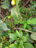 贝德美（bodcrme）蓝甘菊儿童洗发水 3-6-12-15岁 无硅油弱酸性 柔顺控油 520ml 实拍图