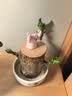 花翁巴西木格鲁特水养幸运木水培盆栽办公室内阳台花卉绿植物源头直发 实拍图