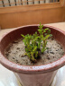 致荟树玫瑰花苗四季开花盆栽花卉植物室内外庭院蔷薇月季花老桩带花树苗 红玫瑰【3颗】 实拍图