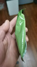 牛油果卸妆湿巾 眼唇脸部深层清洁一次性 水棉抽取式卸妆水卸妆 牛油果卸妆湿巾12片/包（专享） 实拍图