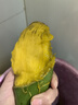 甜萌果蔬金煌芒 送人 水仙芒果青皮大芒果甜心芒海南新鲜水果孕妇盒子送礼 果农甄选装（单果约300g+） 净重4.5斤【超划算】 实拍图
