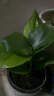 壹植水培天堂鸟盆栽花卉植物室内客厅绿植桌面鹤望兰吸甲醛四季好养活 精品水培天堂鸟30-40厘米3棵 不含盆 晒单实拍图