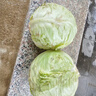 新鲜甘蓝包菜卷心菜新鲜嫩绿莲花白现摘现发早餐减脂 新鲜包菜 2.5-3斤 人工挑拣 实拍图