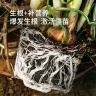 史丹利快速生根粉植物通用树木移栽多菌灵强力扦插专用500g 实拍图