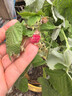 CHUANGSHIJI树莓苗双季树莓覆盆子树苗黄红树莓苗南方北方种植盆栽地栽果树苗 红宝石【当年结果】 60cm(含)-69cm(含) 实拍图