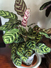 彩虹竹芋盆栽水培孔雀竹芋彩叶绿植物花卉室内夏季天除甲醛好养活 140#精品孔雀竹芋16-25片叶(原盆） 实拍图