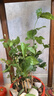 重瓣茉莉花盆栽浓香型南方四季开花带盆驱蚊绿植花卉室内阳台庭院 茉莉4~5棵带花苞发货【送加仑盆】 实拍图