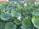 十月结晶婴儿平枕10层抑菌棉纱柔软舒适吸汗透气0-3个月 云游梦境25*39 实拍图