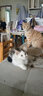 网易严选 宠爱相伴全价猫粮 居家宠物主粮幼猫成猫全价粮猫咪食品 1.8kg 实拍图