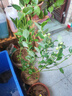 特大果高产蓝莓苗带土发货蓝莓树苗南方北方种植盆栽地栽当年结果 5年苗（当年结果多） 40cm(含)-50cm(不含) 实拍图