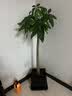 植男植女大型盆栽 发财树天堂鸟办公室内开业乔迁礼 造型百合竹源头直发 实拍图