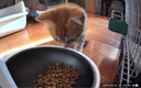 小佩宠物AI智能自动喂食器可视版 定时定量 猫狗宠物喂食 视频监控 实拍图