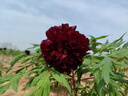 东阿阿胶 阿胶片240g*2礼盒装 阿胶块 增强免疫力健康营养品送家长礼物 实拍图