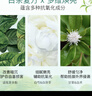 佰草集【白茶玲珑】洁面泡洗面奶女145ml（氨基酸洗面奶洁面深层洁净） 实拍图