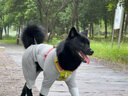拉夫威尔ruffwear嗨轻狗狗胸背带狗背带中小型犬雪纳瑞背带式狗狗牵引绳 苔藓绿 S 实拍图