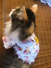 阿莫尔猫咪衣服夏季薄款网纱飞袖裙可牵引金渐层布偶幼猫宠物狗狗防掉毛 蘑菇飞袖裙 M(建议5-8斤具体参考胸围背长) 实拍图