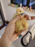 维特丝（vetes）发胶定型喷雾男士清香干胶保湿头发定型发蜡发泥清爽自然蓬松 【型男必备】海洋香发胶420ml 实拍图