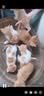 菲喵母猫产后怀孕猫罐头哺乳期猫咪猫妈妈坐月子餐孕猫恢复下奶营养品 12罐母猫海洋鱼罐头（170g/罐） 实拍图