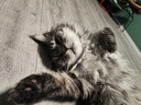 欢宠网猫咪牵引绳猫绳宠物防挣脱可调松紧背心式专用溜遛猫绳子外出用品 实拍图
