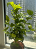 开时果 茉莉花盆栽浓香型 桌面绿植物阳台花卉树苗盆景摆件源头直发包邮 精品茉莉花3-6株【加仑盆】 实拍图