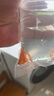 卡奇鱼 观赏鱼活体 胎生鱼 黑玛丽 皮球鱼 小型鱼 曼龙 热带鱼观赏鱼 金牡丹10条 实拍图