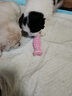 加仕高狗狗玩具耐咬磨牙棒球胶小型犬幼犬小狗泰迪宠物用品马克龙5件套 实拍图