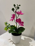 百动蝴蝶兰仿真植物花卉盆栽办公室桌面绿植塑料绢花紫红色高26cm带盆 实拍图