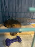 【京东快递】狗窝夏季凉窝宠物凉垫小型犬泰迪狗床耐脏可水洗猫窝 牛油果绿【耐脏耐撕咬】 S+小半号41*30CM丨体长34CM 实拍图