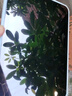 Apple/苹果 iPad mini (A17 Pro) 8.3英寸 平板电脑(256G WLAN版/mini7/MXNC3CH/A)蓝色 实拍图