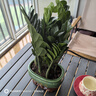 【金钱树】盆栽客厅室内植物钱串子大型发财绿植乔迁开业送盆花卉 6-9株 30-40cm财源广进宝绿陶瓷盆+肥料; 实拍图