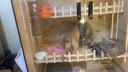 万颐猫粮3斤冻干双拼全价全期成猫幼猫蓝猫鸡肉牛肉通用猫干粮1.5kg 实拍图