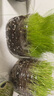 德沃多肥料植物营养土通用3L组合园艺养花土种菜土壤盆栽多肉绿植种植土 实拍图