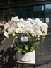 绿韵花田【两小时达】蝴蝶兰盆栽带花苞花剑花盆真花兰花开业乔迁生日礼物 8株紫色（瓷盆随机） 实拍图