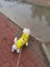 欢宠网狗狗雨衣全包四脚宠物狗小狗大型犬柯基雨披雨天遛狗防水防湿护肚 实拍图