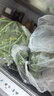 圆白菜约1kg 实拍图