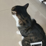 HELLOJOY宠物开结梳猫梳子狗猫毛梳狗毛清理器猫咪狗狗梳子长毛去浮毛神器 实拍图