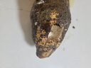 生鲜密语 广西荔浦芋头 正宗荔浦芋 新鲜香芋 火锅食材 生鲜蔬菜 当季新货 2-4个2kg 净重3.9斤 1份装（超值划算） 实拍图
