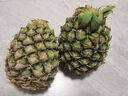 三萌果蔬正宗金钻凤梨 海南当季新鲜爆甜手撕金菠萝香水果整盒节日送礼 5斤甄选装净重4.5斤【约2-3个】 实拍图