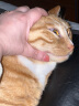 网易严选成猫幼猫通用全价无谷鲜肉猫粮 原野禽肉口味 1.8kg*4袋 实拍图