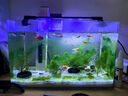 高清热弯浮法透明玻璃鱼缸客厅家用造景装饰生态中小型生态金鱼缸 热弯鱼缸-豪华升级套餐 长30*宽18*高20cm 实拍图