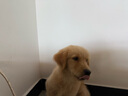 卫仕 乳钙片 480片 狗狗钙片泰迪金毛幼犬钙粉大型犬健骨补钙  实拍图