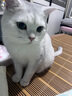 petofstory宠物猫零食冻干鸡脖100g 磨牙洁齿猫咪磨牙棒猫咪零食用品 实拍图