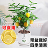 茶花垃圾桶纸篓家用桌面垃圾筒卫生桶塑料家居收纳储物桶 蓝色 8.3L单只 实拍图